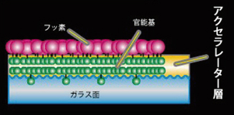 アクセラレーターを使用したガラス撥水
