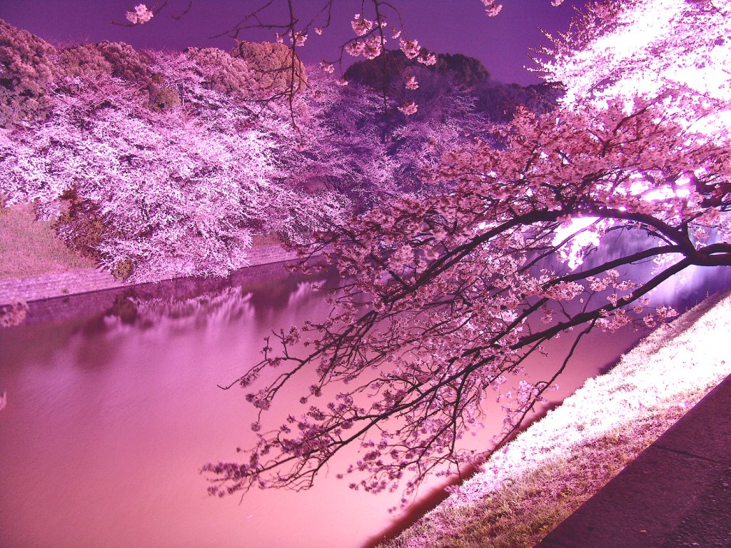 100以上 夜桜 イラスト 高画質 イラスト画像検索エンジン